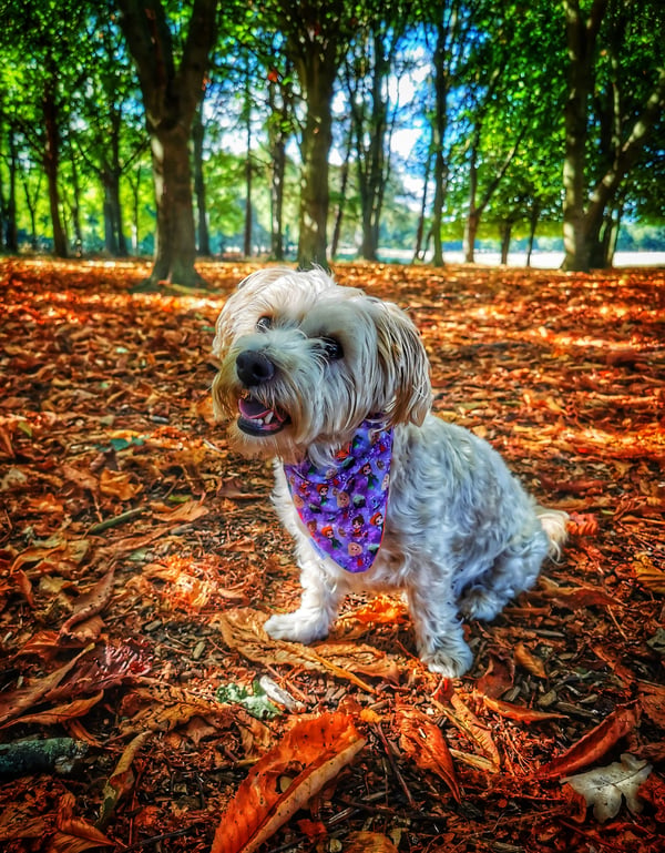 Mylo