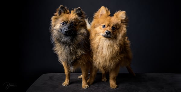 Pom & Pooh