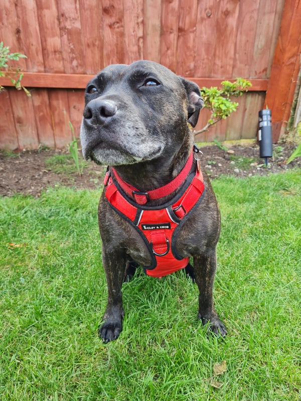 Taz