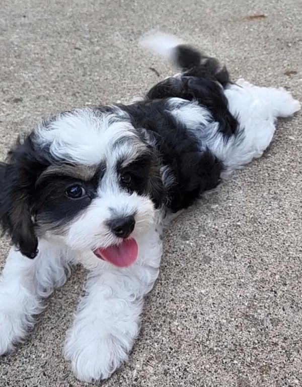 Charlie
