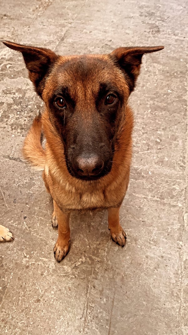Koda
