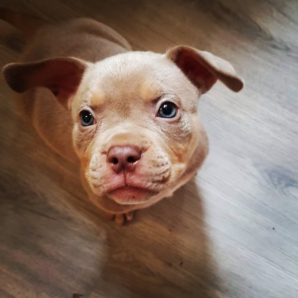 Hugo