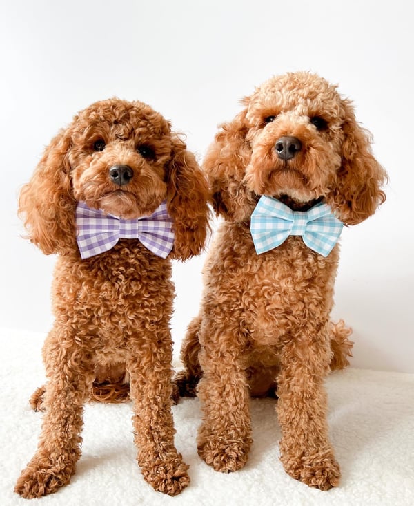 Teddy and Poppy