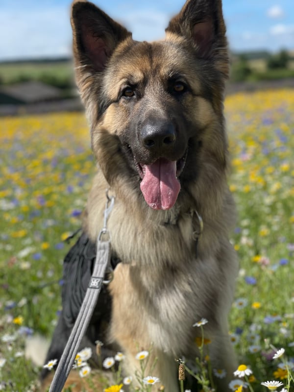 Kobi
