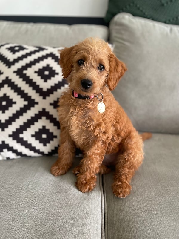 Willow