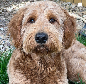 Milo