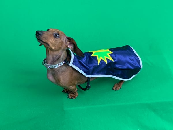Tula Belle The Nooch