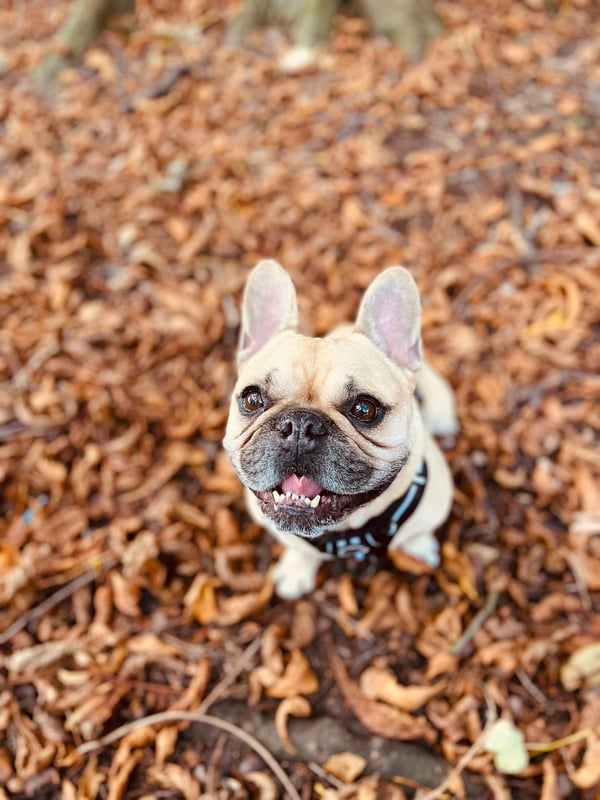 Frankie