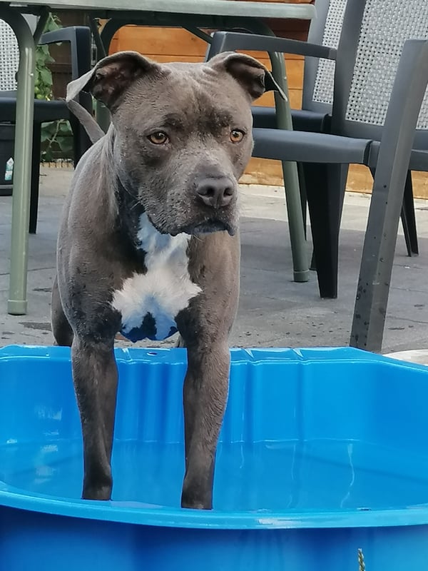 Nala