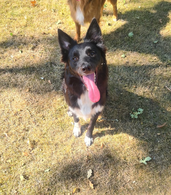 Lulu