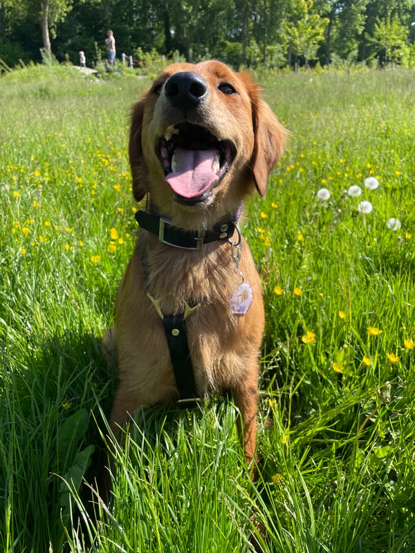Lili