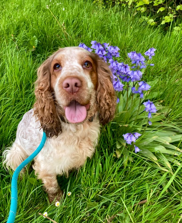 Daisy