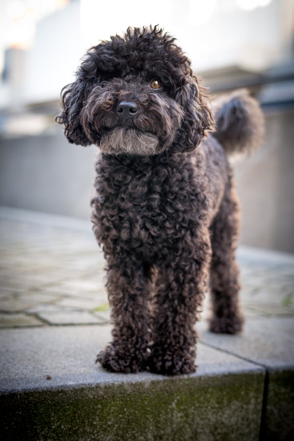 Ollie