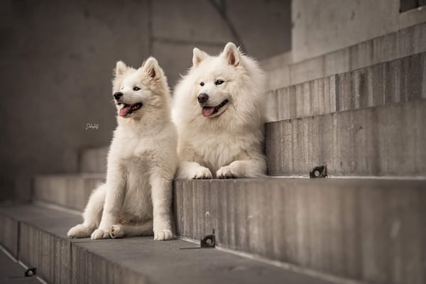 Nova & Auri
