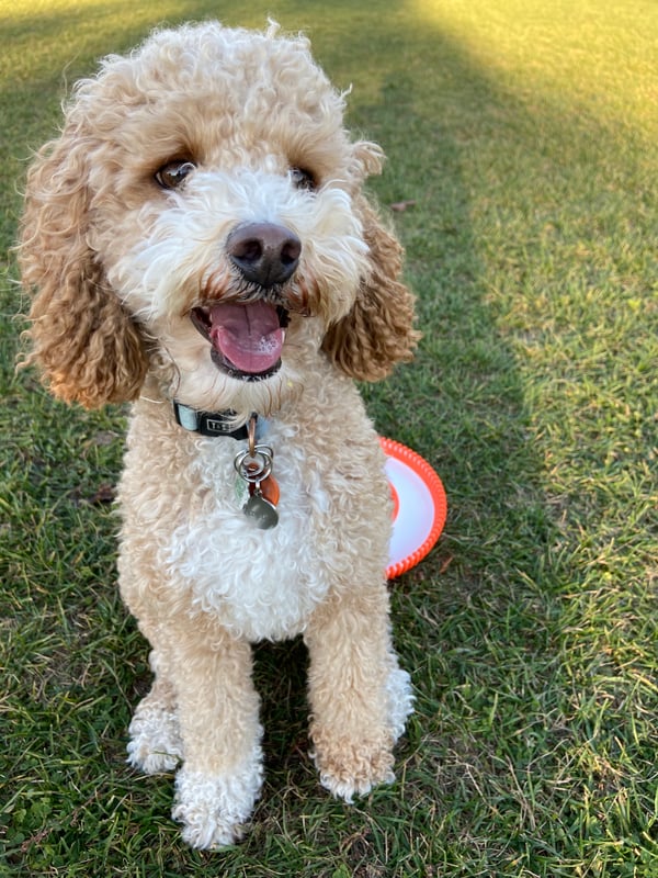 Archie