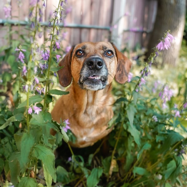 Nova
