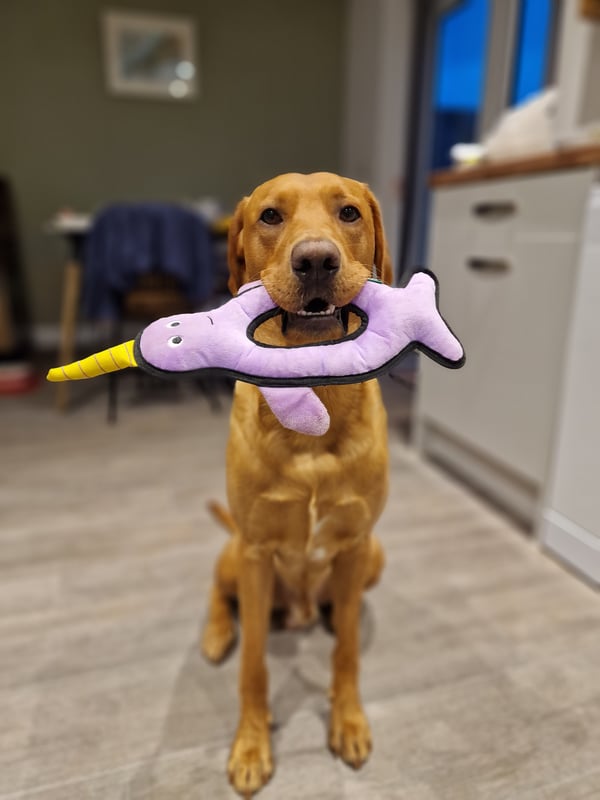 Maximus