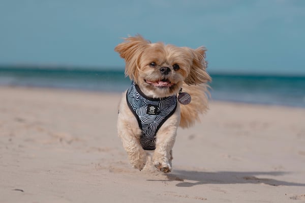 Coco