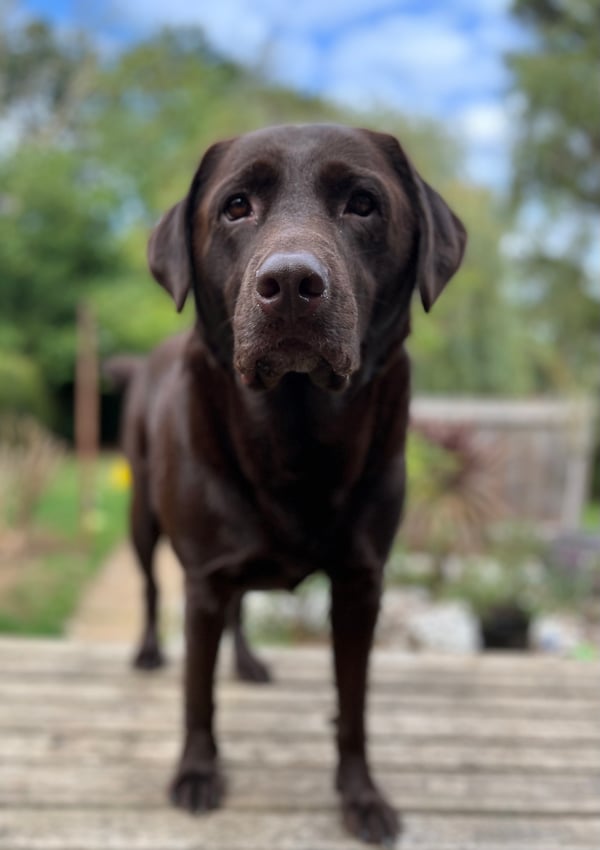 Bailey