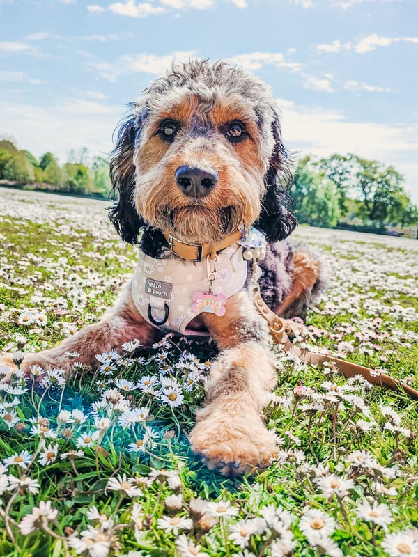 Suki