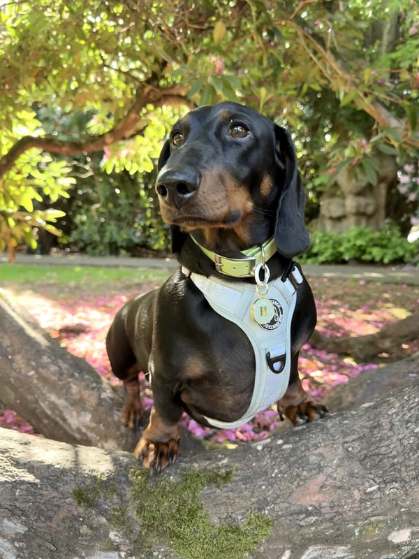 Hugo