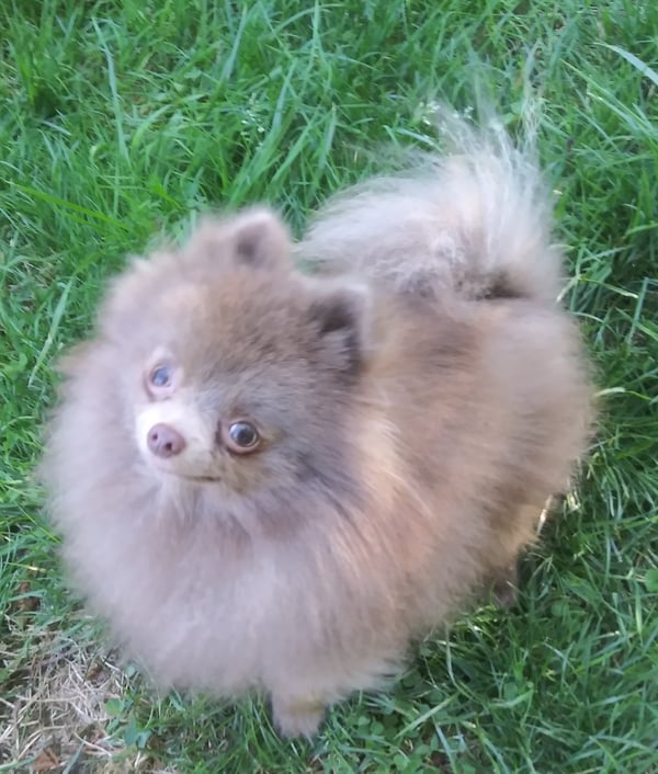 Basil Baryshnikov