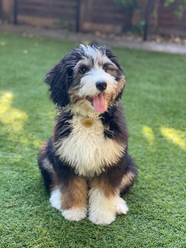 Pedro