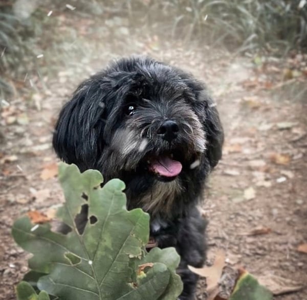 Milo