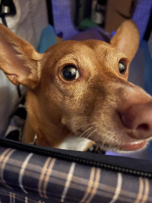 Oscar