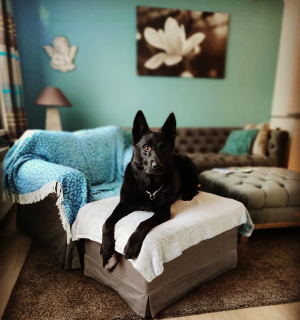 Mojo