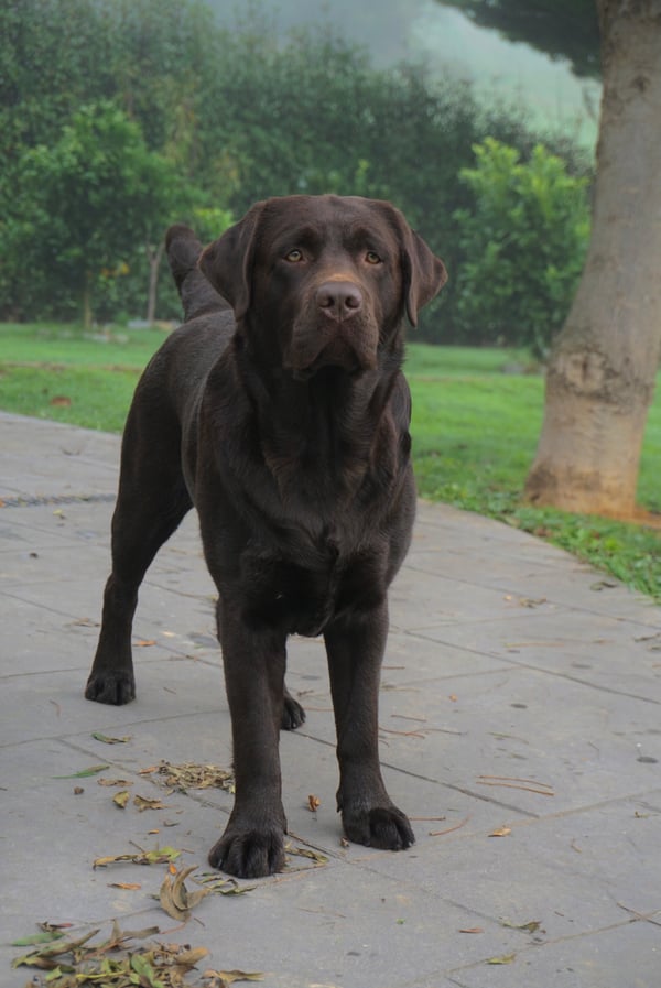 Charlie