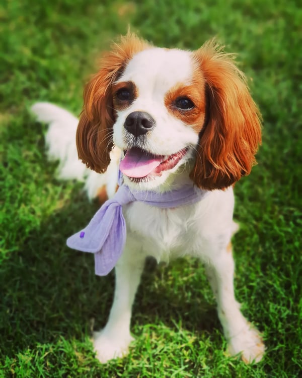 Pipa