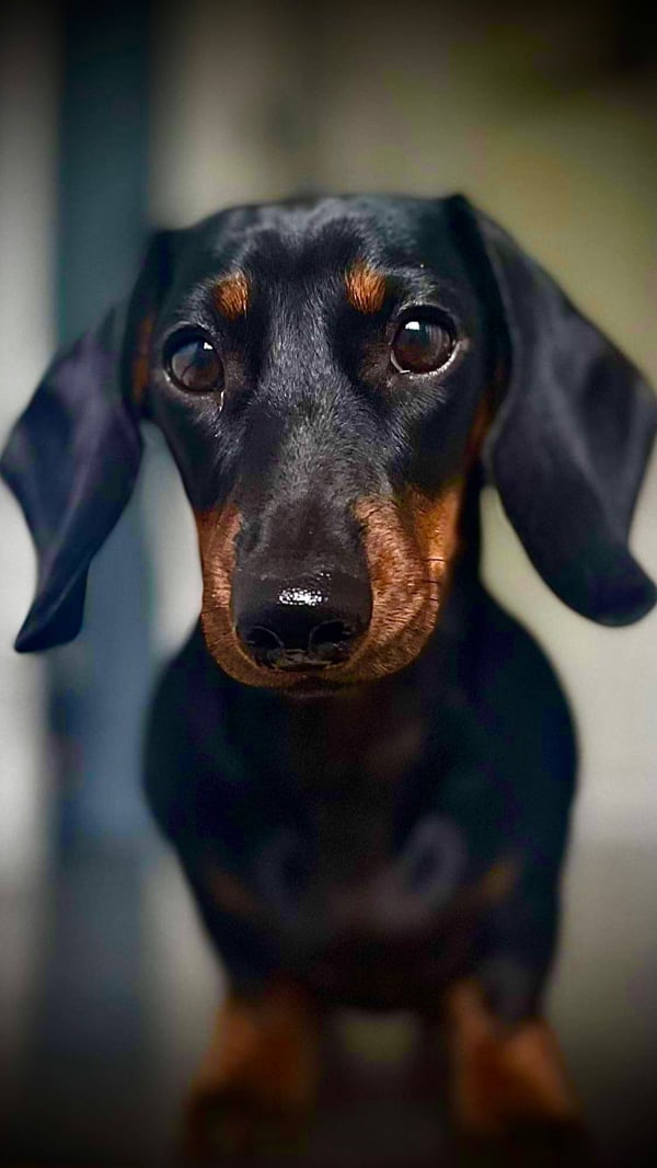 Sally Sue