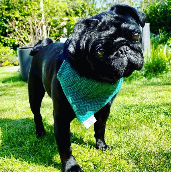 Albie