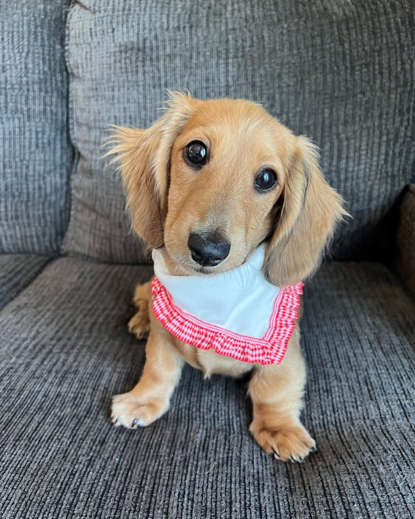 Sadie