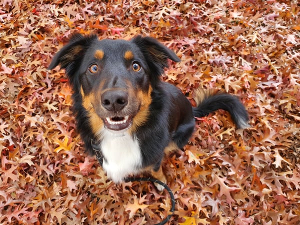 Loki