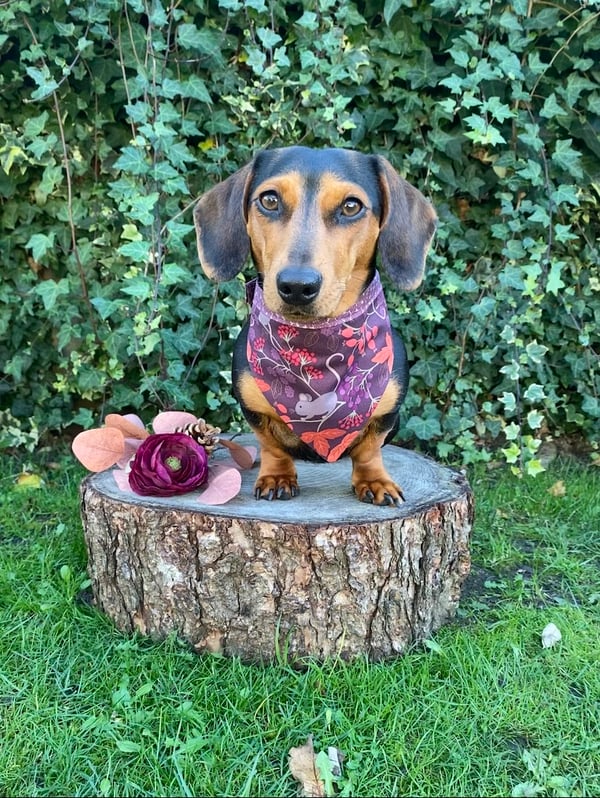 Cici