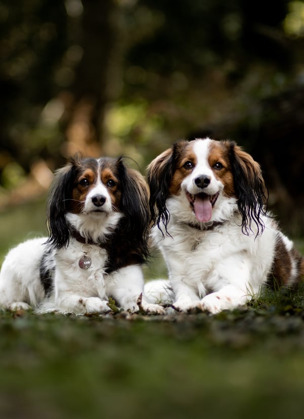 Kody & Kaya