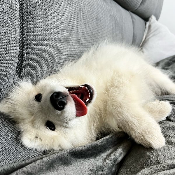Sammy