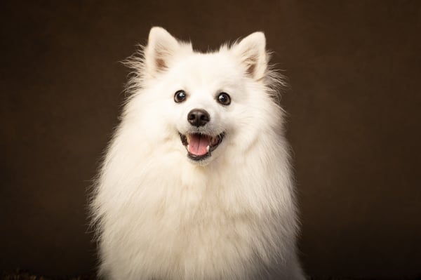 Kiko