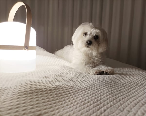 Lumi
