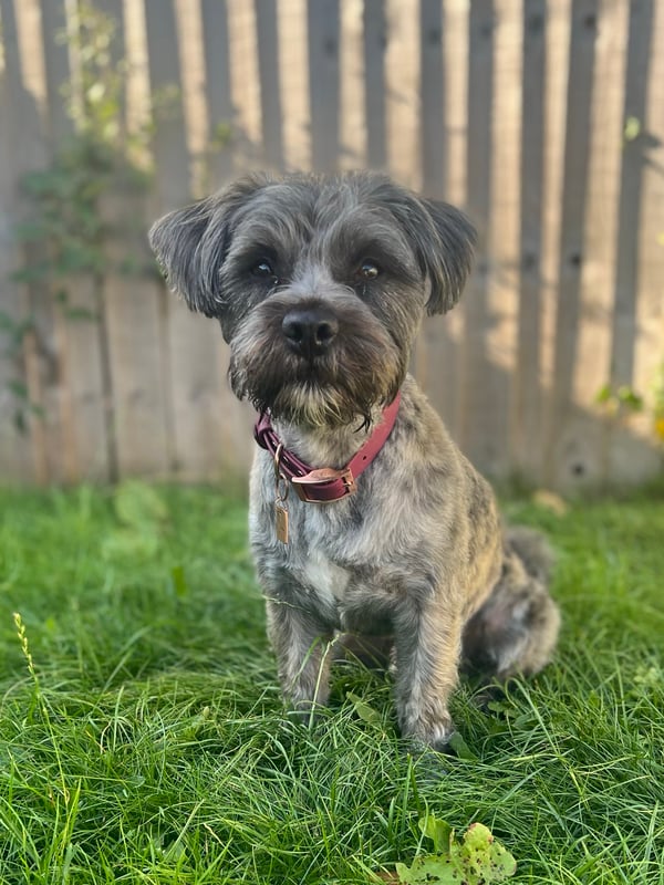 Albie