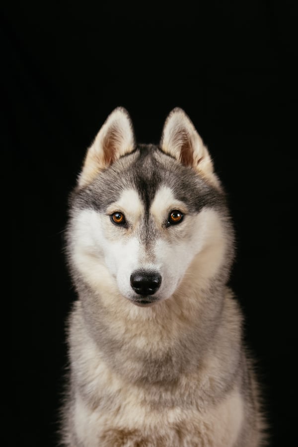 Torvi