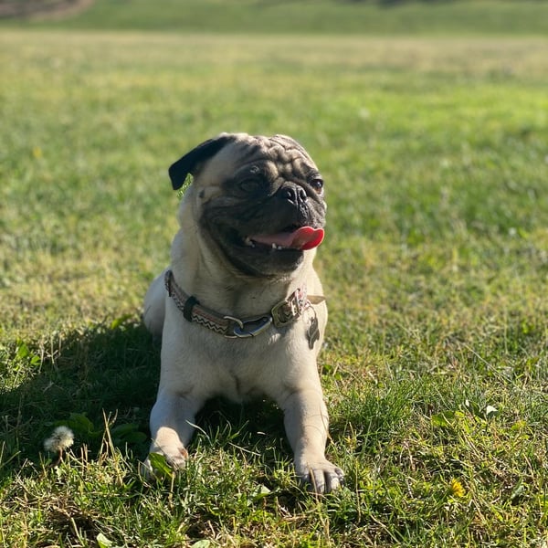 Benjy