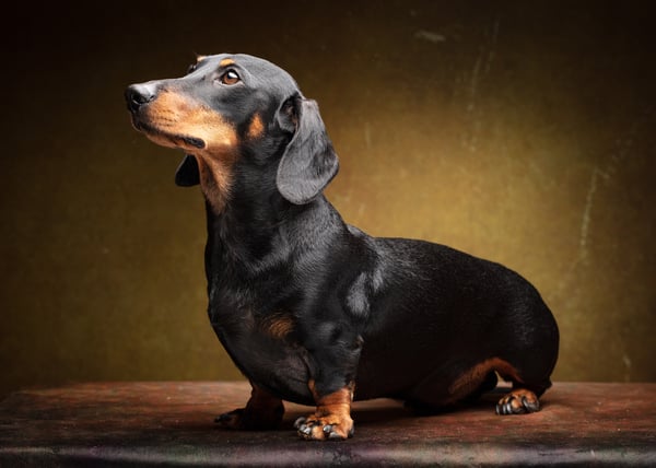 Cooper