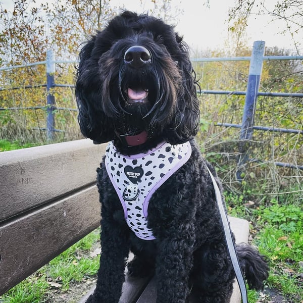 Pippin