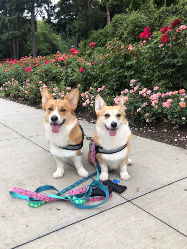 Maple and Morty