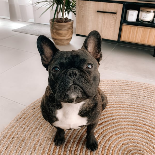 Jack