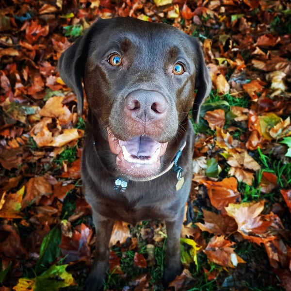 Bo