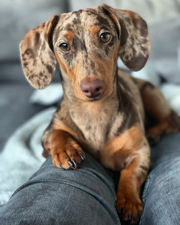 Tess